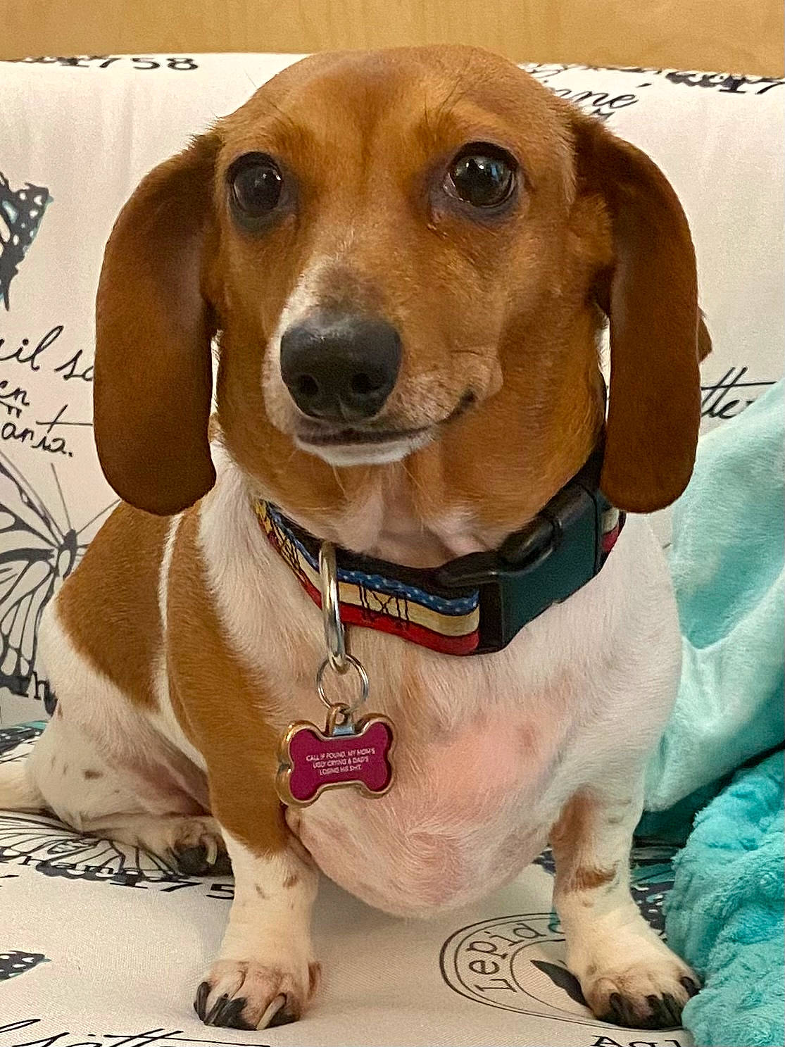 Kimber is registered to the contest to win money with this photo: canidae, carnivore, circle, collar, companion_dog, dog, dog_breed, dog_collar, dog_supply, fawn, fur, hound, hunting_dog, liver, pet_supply, snout, sporting_group, tennis_ball, whiskers, working_animal