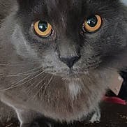 Max joined the competition — help win amazing prizes! cat, gray_cat, pet, animal, close_up, indoor, wooden_surface, curious, whiskers, ears, eyes, feline, face, paws, domestic_cat, fur, mammal, looking, portrait, household