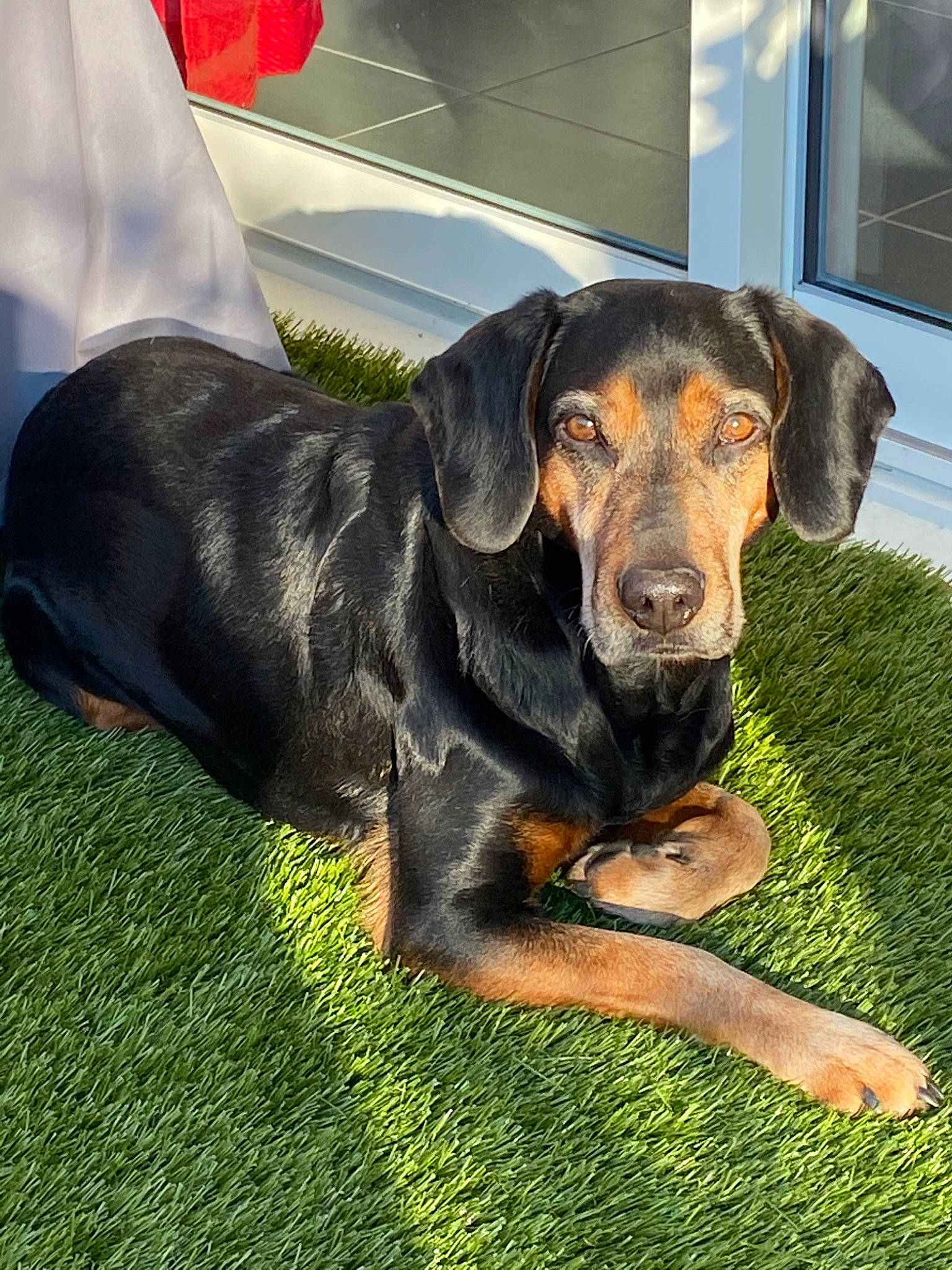 Mac Fly participe au concours pour gagner de l'argent avec cette photo : austrian_black_and_tan_hound, canidae, carnivore, companion_dog, dog, dog_breed, grass, hellenikos_ichnilatis, hound, hunting_dog, lithuanian_hound, mammal, plant, polish_hound, polish_hunting_dog, rare_breed_dog, smaland_hound, snout, tyrolean_hound, vertebrate