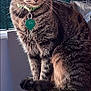 cat, tabby, pet, collar, name_tag, green_collar, table, checkered_tablecloth, outdoor, nature, forest, fence, sunlight, animal, whiskers, fur, ears, eyes, sitting, portrait