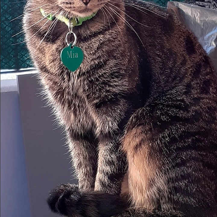 Mia participe au concours pour gagner de l'argent avec cette photo : animal, cat, checkered_tablecloth, collar, ears, eyes, fence, forest, fur, green_collar, name_tag, nature, outdoor, pet, portrait, sitting, sunlight, tabby, table, whiskers