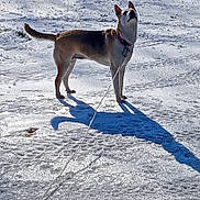 Sadie Hollis joined the competition — help win amazing prizes! dog, animal, leash, snow, shadow, outdoor, winter, canine, pet, alert, standing, cold, fur, nature, daylight, playful, ears, collar, ground, frozen