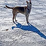 dog, animal, leash, snow, shadow, outdoor, winter, canine, pet, alert, standing, cold, fur, nature, daylight, playful, ears, collar, ground, frozen