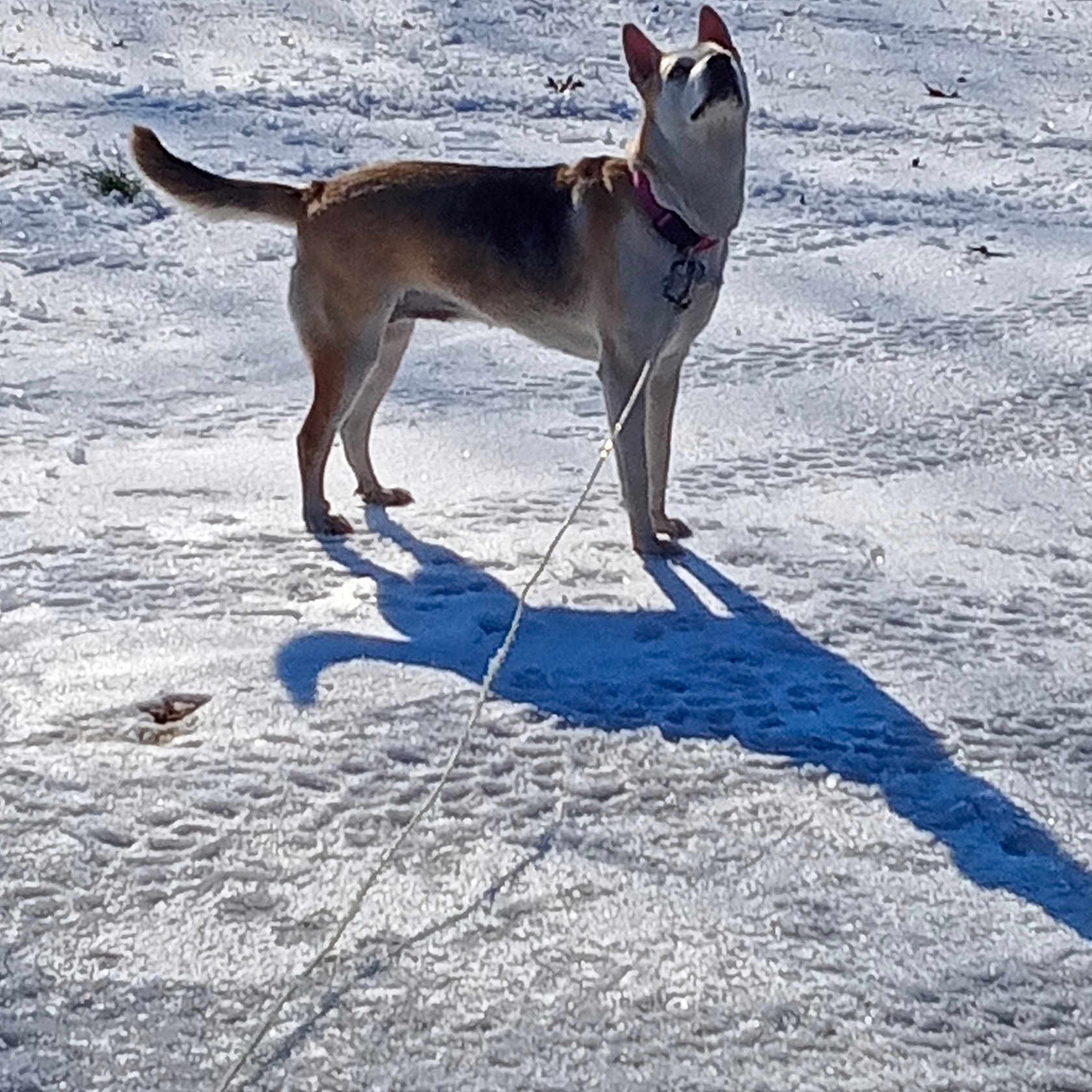 Sadie Hollis joined the competition — help win amazing prizes! alert, animal, canine, cold, collar, daylight, dog, ears, frozen, fur, ground, leash, nature, outdoor, pet, playful, shadow, snow, standing, winter