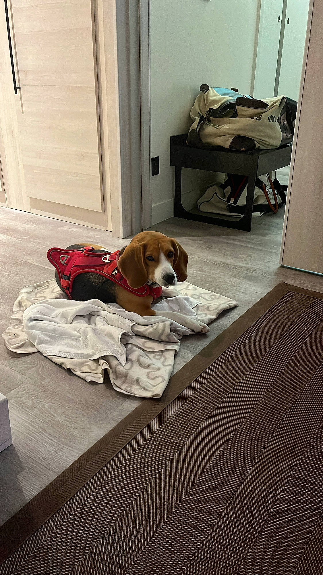 Pêche a rejoint le concours — aidez-le/la à gagner de superbes lots ! brown, building, carnivore, chair, comfort, companion_dog, dog, dog_breed, dog_supply, door, floor, flooring, hardwood, linens, liver, room, sporting_group, window, wood, working_animal