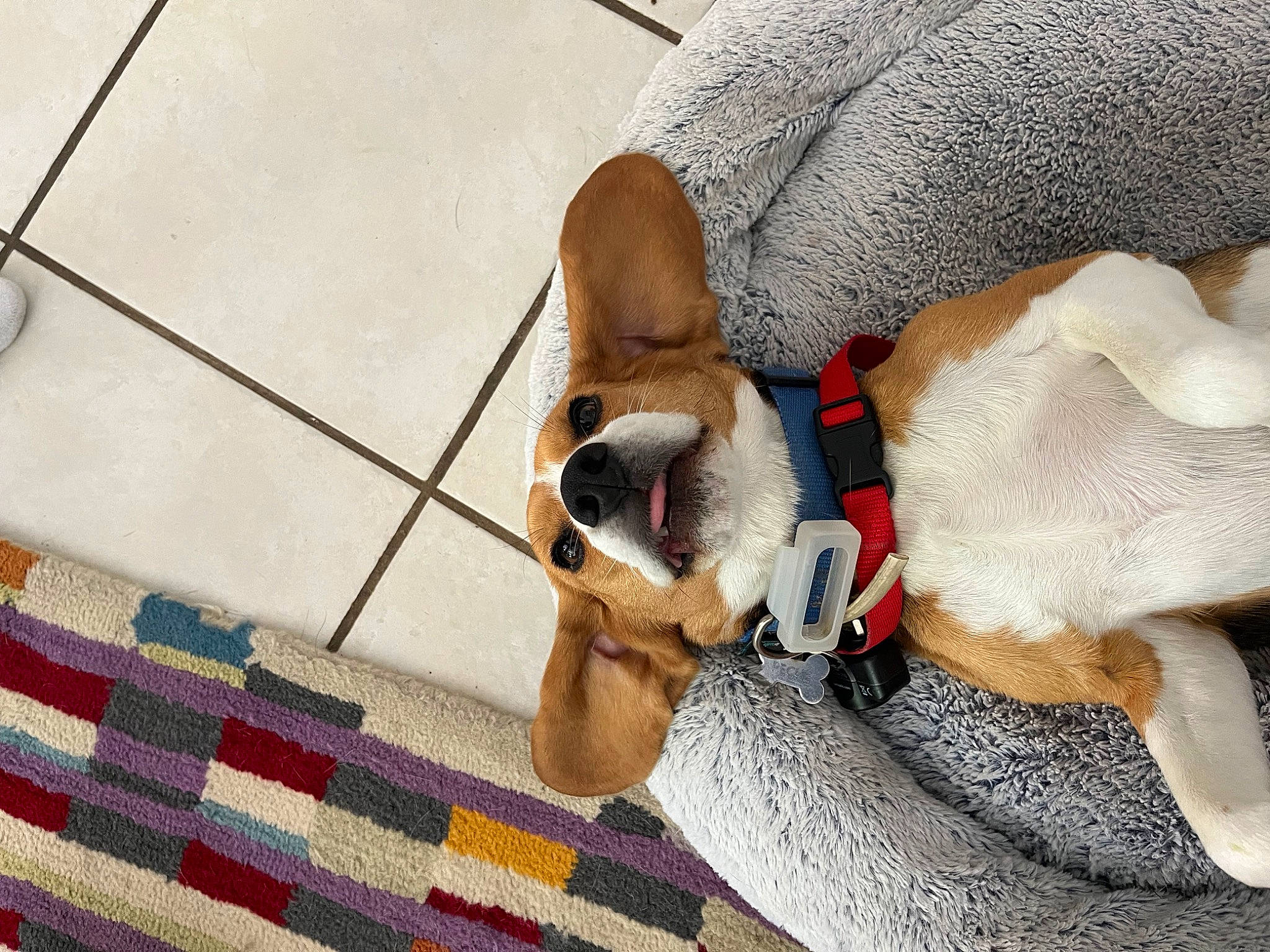 Pêche participe au concours pour gagner de l'argent avec cette photo : carnivore, collar, comfort, companion_dog, dog, dog_breed, dog_collar, dog_supply, fawn, flooring, fur, leash, pattern, pet_supply, plaid, snout, tail, textile, wood, working_animal