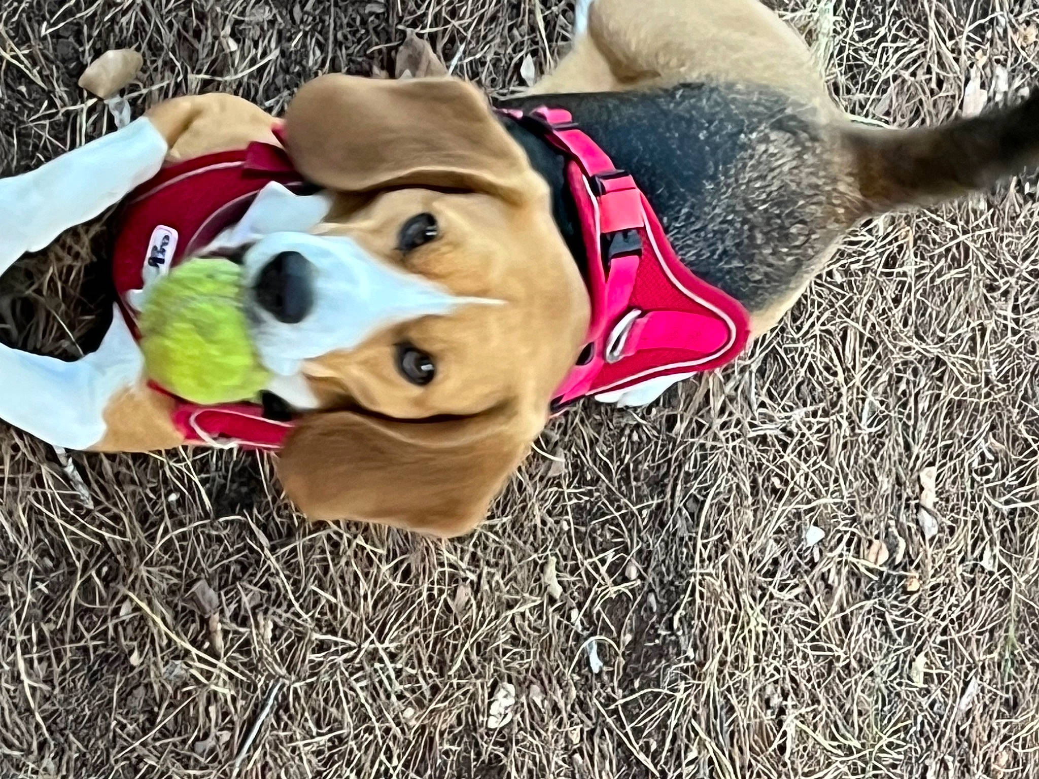 Pêche a rejoint le concours — aidez-le/la à gagner de superbes lots ! canidae, carnivore, companion_dog, dog, dog_breed, dog_clothes, dog_supply, fawn, fun, fur, grass, happy, hat, headgear, pet_supply, recreation, snout, sporting_group, sun_hat, working_animal