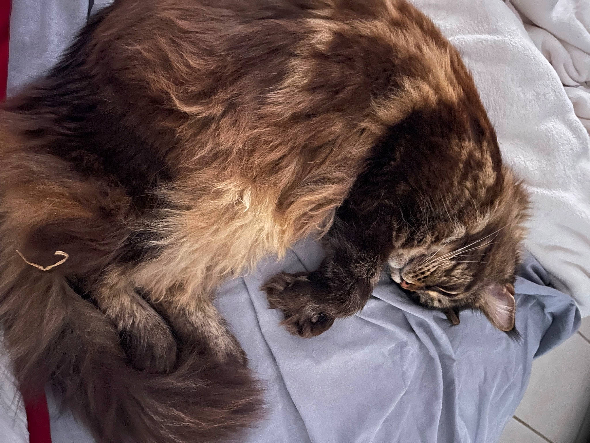 Ivhanoé a rejoint le concours — aidez-le/la à gagner de superbes lots ! canidae, carnivore, collar, comfort, companion_dog, dog, dog_breed, dog_collar, ear, fashion_accessory, fawn, felidae, fur, hair_coloring, liver, snout, sporting_group, tail, whiskers, working_animal