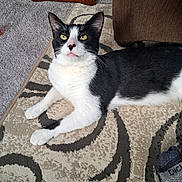 Kuro is registered to the contest to win money with this photo: cat, black_and_white, indoor, rug, patterned_rug, couch, toy_ball, sock, foot, pet, feline, resting, carpet, cozy, animal, whiskers, paw, yellow_eyes, fur, relaxed