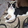 cat, black_and_white, indoor, rug, patterned_rug, couch, toy_ball, sock, foot, pet, feline, resting, carpet, cozy, animal, whiskers, paw, yellow_eyes, fur, relaxed