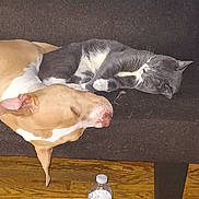 Louie joined the competition — help win amazing prizes! dog, cat, sleeping, couch, indoor, pet, animal, resting, wood_floor, water_bottle, brown, gray, white, fur, domestic, companions, quiet, relaxation, cozy, nap