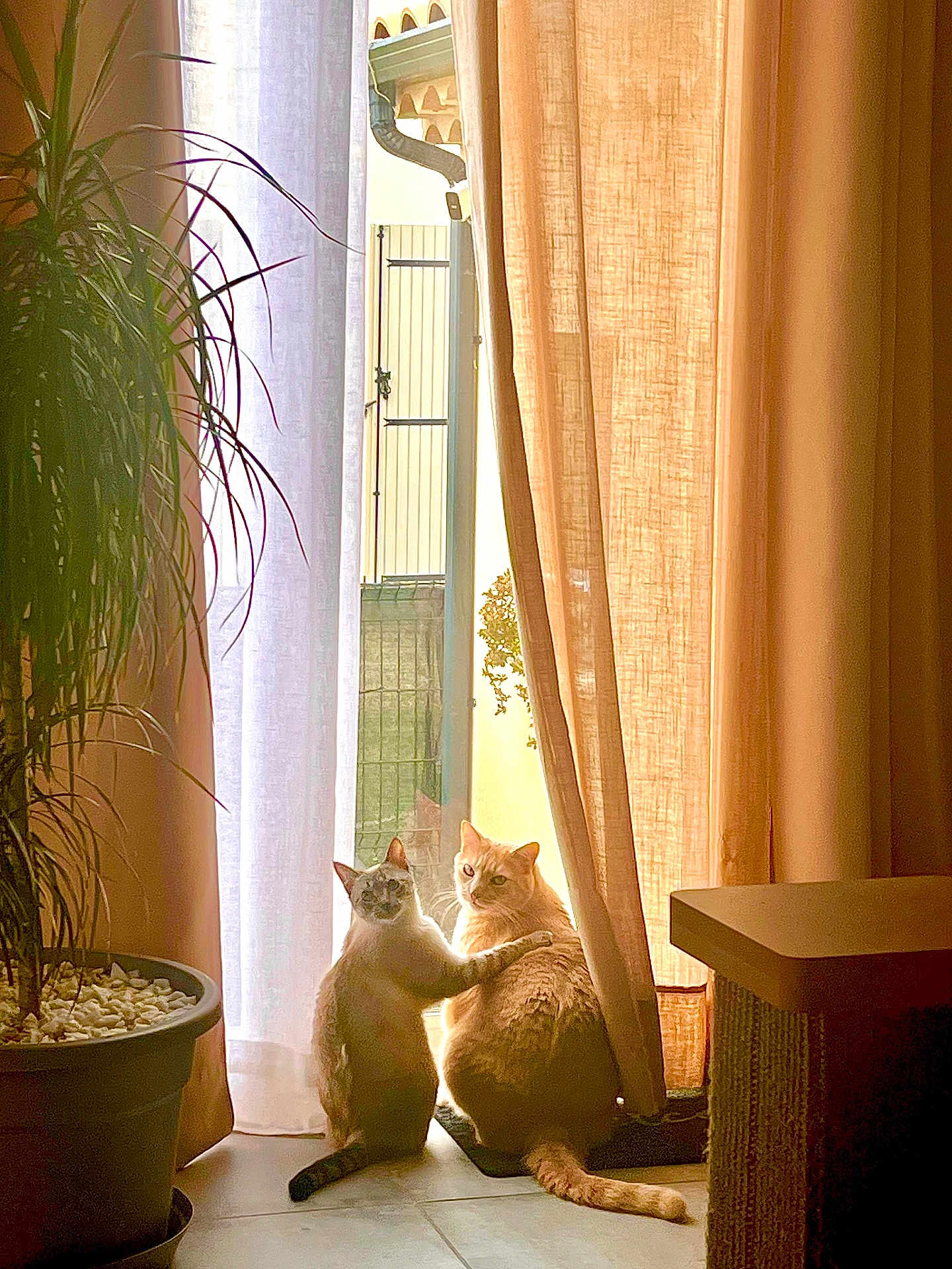 Nala Et Fripouille a rejoint le concours — aidez-le/la à gagner de superbes lots ! cat, cats, window, curtain, indoor, plant, sunlight, potted_plant, floor, tile_floor, orange_cat, gray_cat, tail, pet, feline, companionship, warm_light, home, cozy, curtains