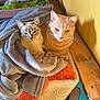 Nala Et Fripouille participe au concours pour gagner de l'argent avec cette photo : cat, cats, blanket, orange_cat, grey_cat, feline, pet, cozy, indoor, resting, snuggling, fur, wood, mat, texture, curious, cute, animal, companion, home