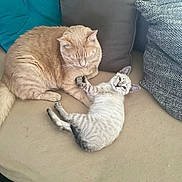 Nala Et Fripouille participe au concours pour gagner de l'argent avec cette photo : cat, kitten, pets, couch, cushion, feline, indoor, resting, cozy, cute, animal, fur, whiskers, playful, relaxed, home, companions, two_cats, tabby, curious