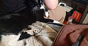Alita joined the competition — help win amazing prizes! black_and_white_cat, blanket, casual, cat, comfort, controller, couch, electronics, feline, gaming, home, indoor, leisure, living_room, person, pet, relaxing, sitting, television, video_game