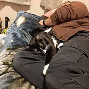 Alita is registered to the contest to win money with this photo: bedroom, black_and_white_cat, blanket, cat, clothing, comfort, cozy, curtains, domestic_animal, feline, home, indoor, nap, pants, person, pet, relaxing, resting, sleeping, sweatshirt