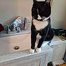 Alita joined the competition — help win amazing prizes! bathroom, biore_wipes, black_and_white, cat, closed_eyes, countertop, domestic_cat, faucet, feline, household, indoor, mirror, pet, relaxed, sink, sitting, toilet, toilet_seat, tuxedo_cat, whiskers