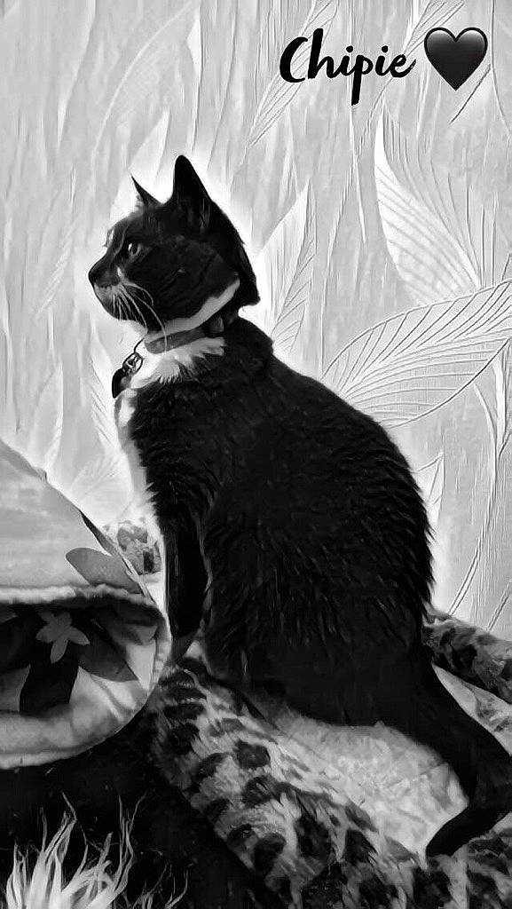 Chipie a rejoint le concours — aidez-le/la à gagner de superbes lots ! black, black_and_white, black_cat, carnivore, cat, comfort, domestic_short_haired_cat, felidae, fur, grass, grey, monochrome, monochrome_photography, shadow, small_to_medium_sized_cats, style, tail, terrestrial_animal, tints_and_shades, whiskers