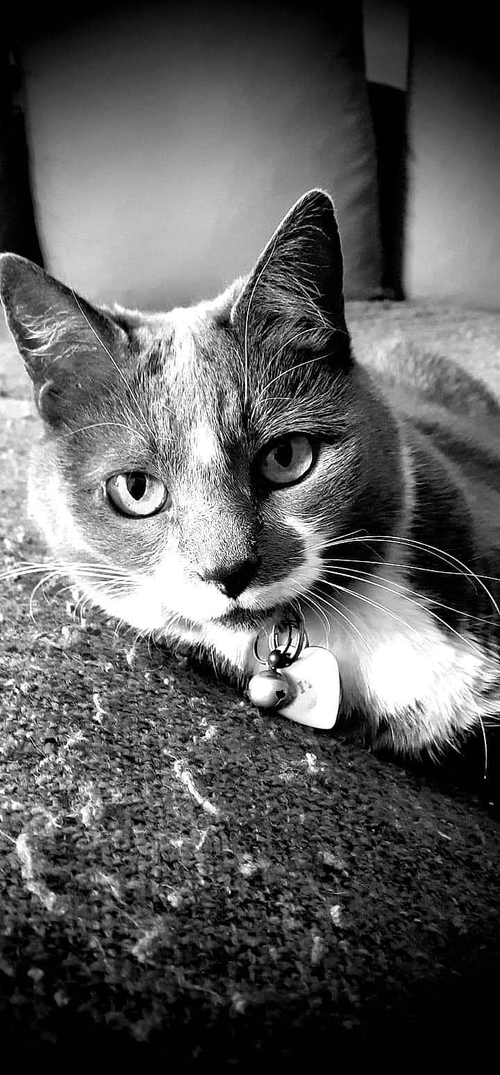 Chipie participe au concours pour gagner de l'argent avec cette photo : black_and_white, carnivore, cat, curious, darkness, domestic_short_haired_cat, felidae, fur, grass, grey, mammal, monochrome, monochrome_photography, paw, small_to_medium_sized_cats, snout, stock_photography, style, whiskers, wildlife