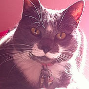 Chipie a rejoint le concours — aidez-le/la à gagner de superbes lots !