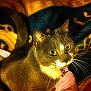 Chipie participe au concours pour gagner de l'argent avec cette photo :