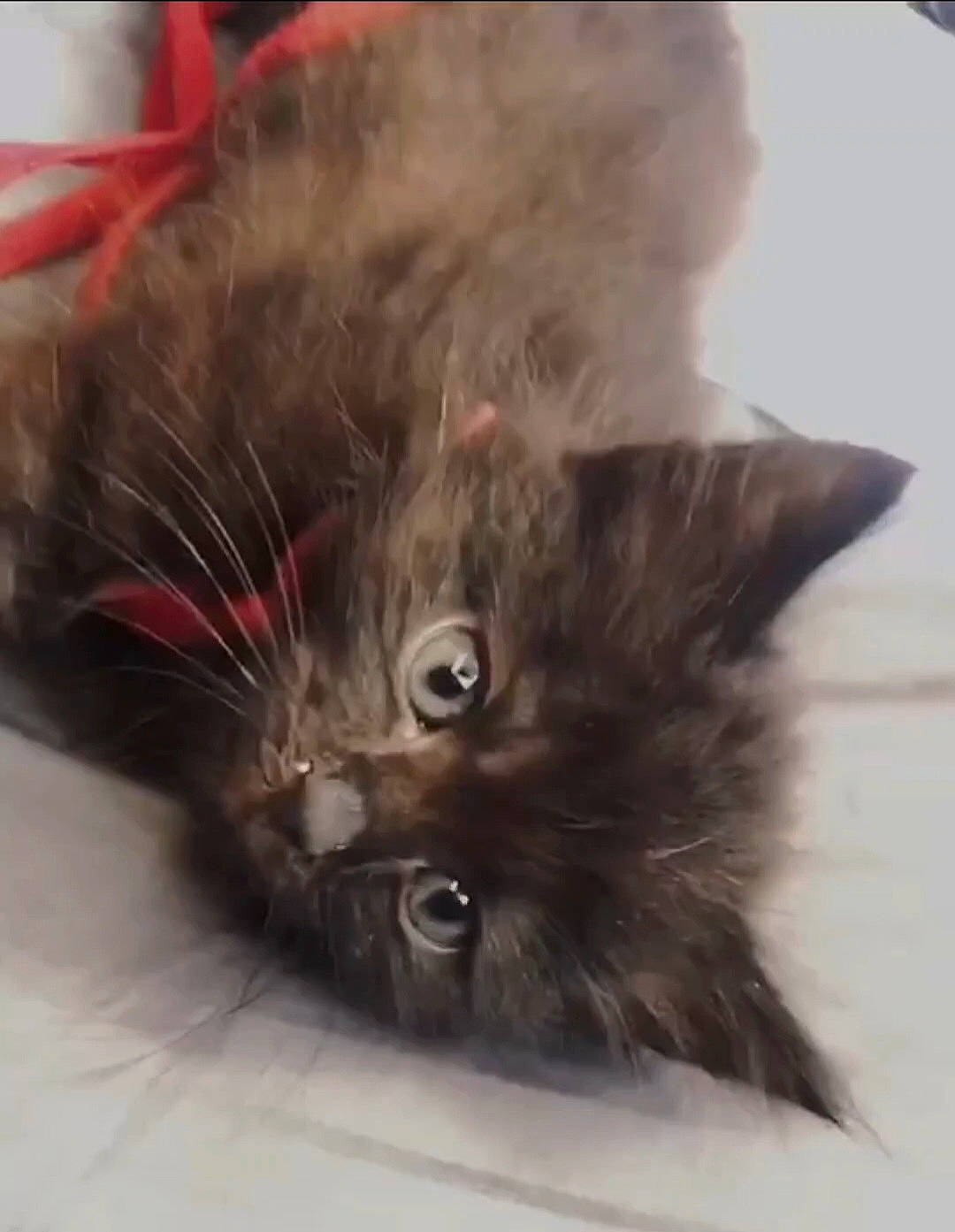 Venom participe au concours pour gagner de l'argent avec cette photo : british_longhair, carnivore, cat, claw, ear, fawn, felidae, fur, iris, liver, paw, small_to_medium_sized_cats, snout, tail, whiskers, working_animal