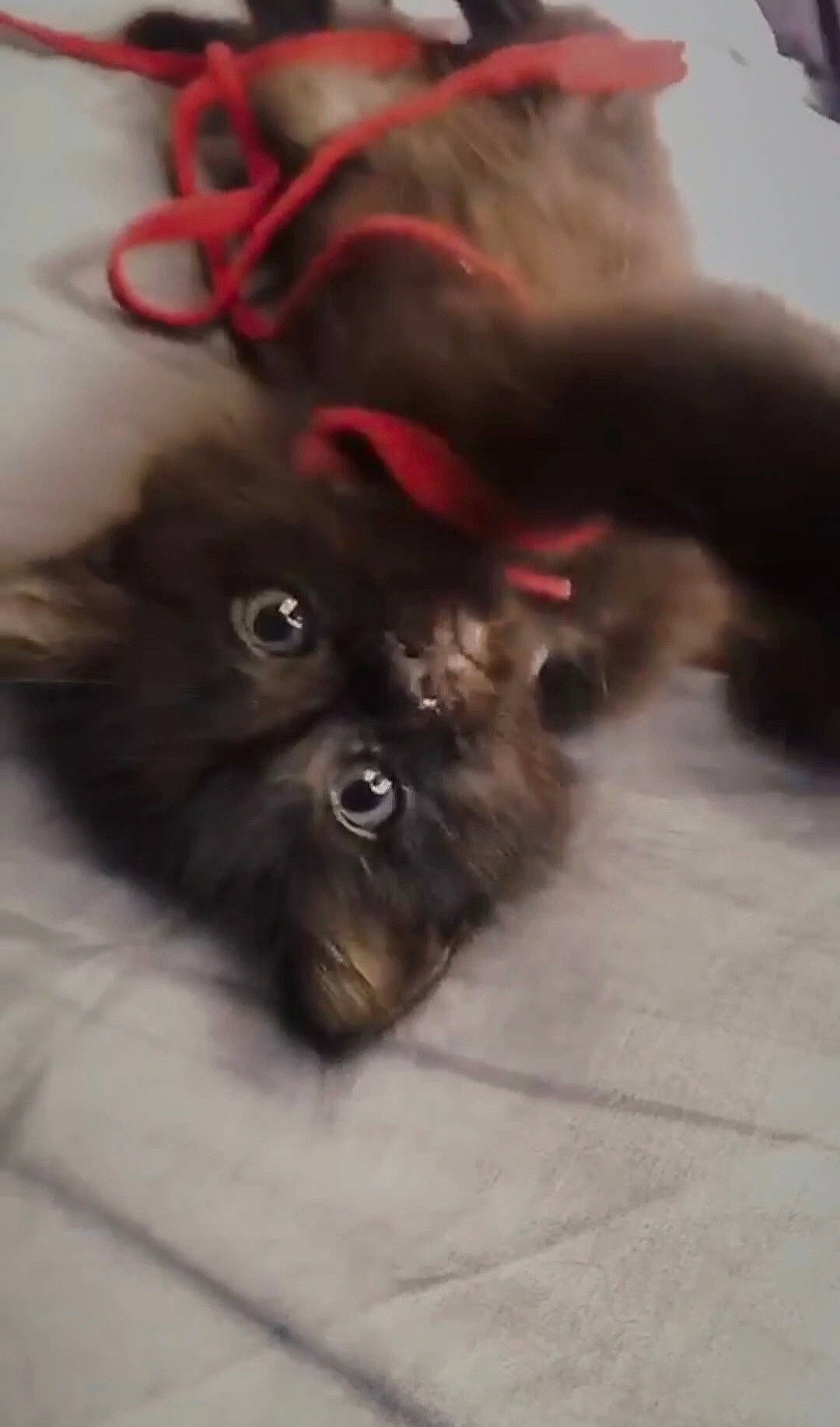 Venom a rejoint le concours — aidez-le/la à gagner de superbes lots ! brown, canidae, carmine, carnivore, cat, claw, comfort, companion_dog, dog_breed, ear, fawn, felidae, fur, liver, paw, small_to_medium_sized_cats, snout, sporting_group, terrestrial_animal, whiskers