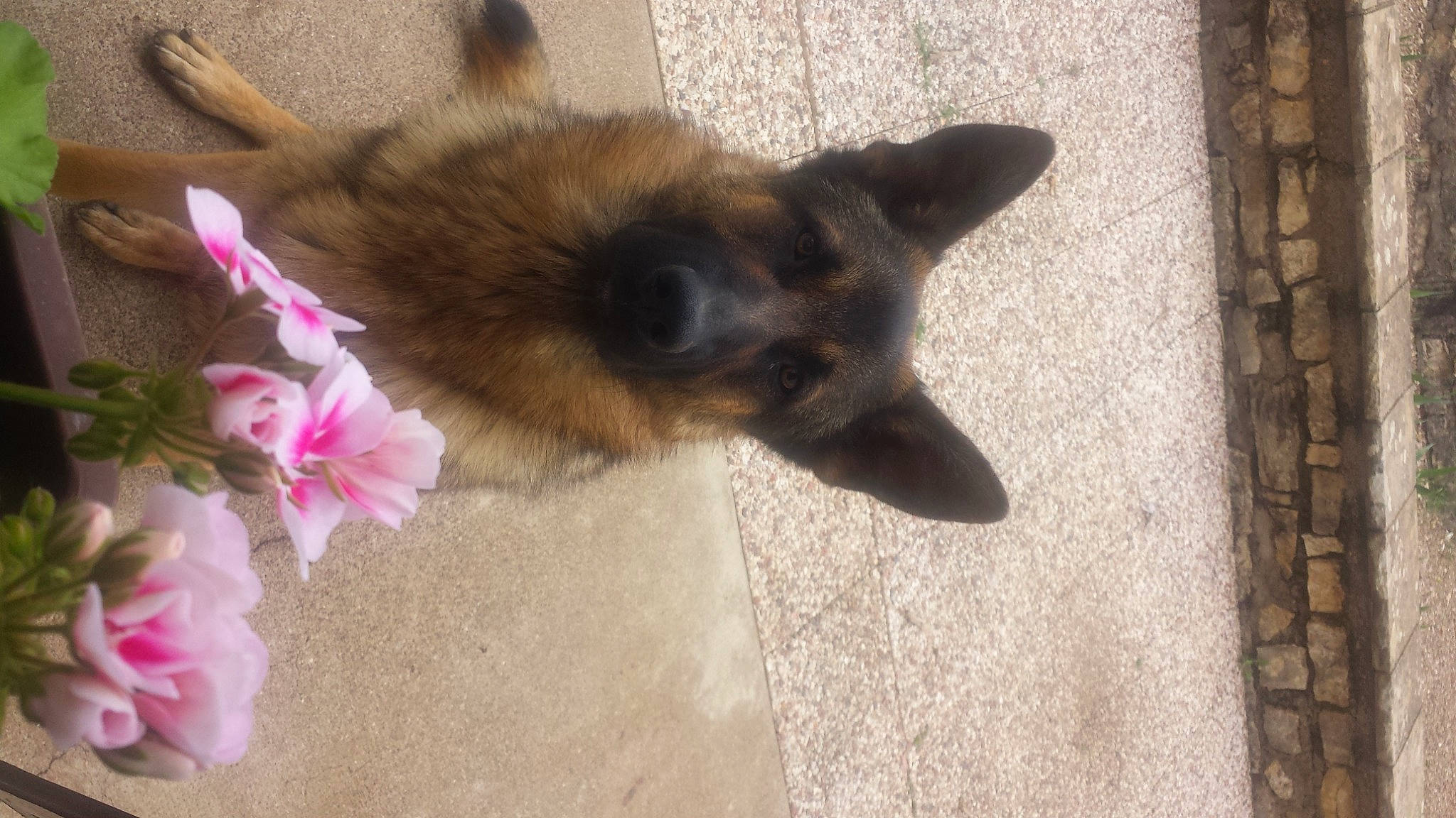 Roky a rejoint le concours — aidez-le/la à gagner de superbes lots ! carnivore, companion_dog, dog, dog_breed, fawn, felidae, flooring, flower, fur, german_shepherd_dog, herbaceous_plant, king_shepherd, old_german_shepherd_dog, pedicel, petal, plant, snout, tail, tree, whiskers