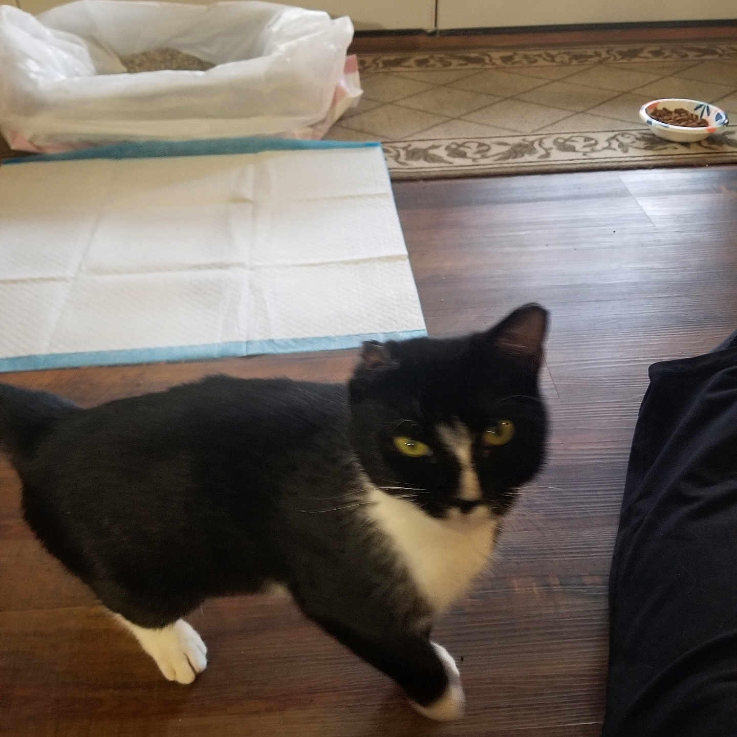 Kitty