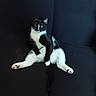 cat, black_and_white, tuxedo_cat, pet, animal, sitting, relaxed, funny_pose, green_eyes, whiskers, paws, white_fur, black_fur, portrait, indoor, dark_background, chair, close_up, adorable, photography