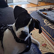 Toby joined the competition — help win amazing prizes! dog, black_and_white, indoor, pet, curious, harness, carpet, rug, crate, toy, floor, furniture, door, window, cage, animal, resting, closeup, portrait, house