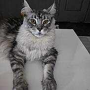 Shadow a rejoint le concours — aidez-le/la à gagner de superbes lots ! animal, cat, domestic_cat, ears, feline, fluffy_fur, gray_fur, indoor, long_hair, looking_at_camera, lying_down, maine_coon, paws, pet, portrait, relaxed, tabby_pattern, whiskers, white_surface, yellow_eyes