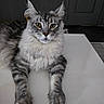 animal, cat, domestic_cat, ears, feline, fluffy_fur, gray_fur, indoor, long_hair, looking_at_camera, lying_down, maine_coon, paws, pet, portrait, relaxed, tabby_pattern, whiskers, white_surface, yellow_eyes