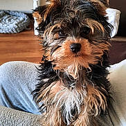 Thessy a rejoint le concours — aidez-le/la à gagner de superbes lots ! puppy, dog, pet, fluffy, cute, indoor, blanket, legs, furniture, plant, brown, black, white, fur, cozy, home, living_room, wooden_floor, sitting, adorable