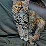 kitten, cat, pet, animal, furry, cute, domestic_cat, tabby, orange, white, gray, fur, whiskers, ears, paws, tail, lap, clothing, car_seat, relaxing