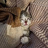 kitten, cat, sleeping, cozy, blanket, knitted, warm, cute, paw, fur, resting, soft, comfort, indoor, pet, animal, small, texture, relaxing, adorable
