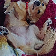 Muneca joined the competition — help win amazing prizes! animal, blanket, canine, closeup, companion, cozy, cute, dog, domestic, fur, fur_texture, indoor, lying_down, mammal, paws, pet, red_blanket, relaxed, resting, sleepy