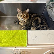 Boots joined the competition — help win amazing prizes! animal, cabinet, cat, cleaning_supplies, countertop, domestic_animal, drain, faucet, fur, household, indoor, kitchen, pet, relaxing, resting, sink, soap_dispenser, tabby_cat, towel, water