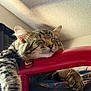 Boots is registered to the contest to win money with this photo: cat, tabby, sleeping, indoor, red_bar, paw, fur, relaxed, napping, close_up, pet, animal, whiskers, cozy, resting, feline, cute, house, comfort, domestic