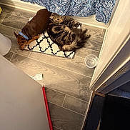 Boots is registered to the contest to win money with this photo: dog, cat, floor, rug, collar, curtain, water_bowl, tile_floor, brown_dog, tabby_cat, pet, snuggling, indoor, bathroom, patterned_rug, blue_collar, fluffy_cat, wood_floor, purple_sock, resting