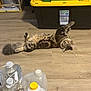 cat, tabby, floor, wooden_floor, storage_bin, yellow_lid, water_jugs, plastic_bottles, household_items, indoor, pet, relaxed, stretching, curious, fur, tail, container, plastic, domestic, animal