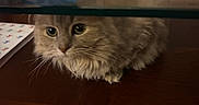 Manni is registered to the contest to win money with this photo: animal, cat, closeup, curious, domestic_cat, eyes, feline, fluffy, fur, glass_shelf, gray_cat, hiding, home, indoor, pet, snack_bag, still_life, table, whiskers, wooden_table