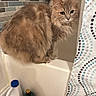 Manni is registered to the contest to win money with this photo: animal, bathroom, bathtub, blue, bottle, cat, cleaning_product, container, curious, domestic, feline, fluffy, indoor, long_hair, pattern, perched, pet, shower_curtain, tile_wall, white