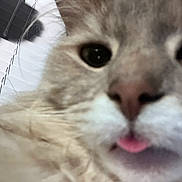 Manni joined the competition — help win amazing prizes! adorable, animal, blurry, cat, close_up, cute, domestic_cat, eyes, face, feline, fur, indoor, nose, pet, playful, soft_light, tongue, tongue_out, whiskers, window_blinds