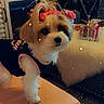 black_outfit, cosmetics, cushion, cute, dog, fluffy_blanket, groomed, home, indoor, long_hair, perfume, pet_clothing, pink_bow, portrait, small_dog, smartphone, sofa, sparkles, standing, toy_dog