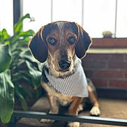 Rupert is registered to the contest to win money with this photo: dog, bandana, bench, plant, window, indoor, pet, brown, black, white, animal, portrait, furniture, cozy, light, green, striped, cute, sitting, ears