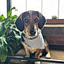 dog, bandana, bench, plant, window, indoor, pet, brown, black, white, animal, portrait, furniture, cozy, light, green, striped, cute, sitting, ears