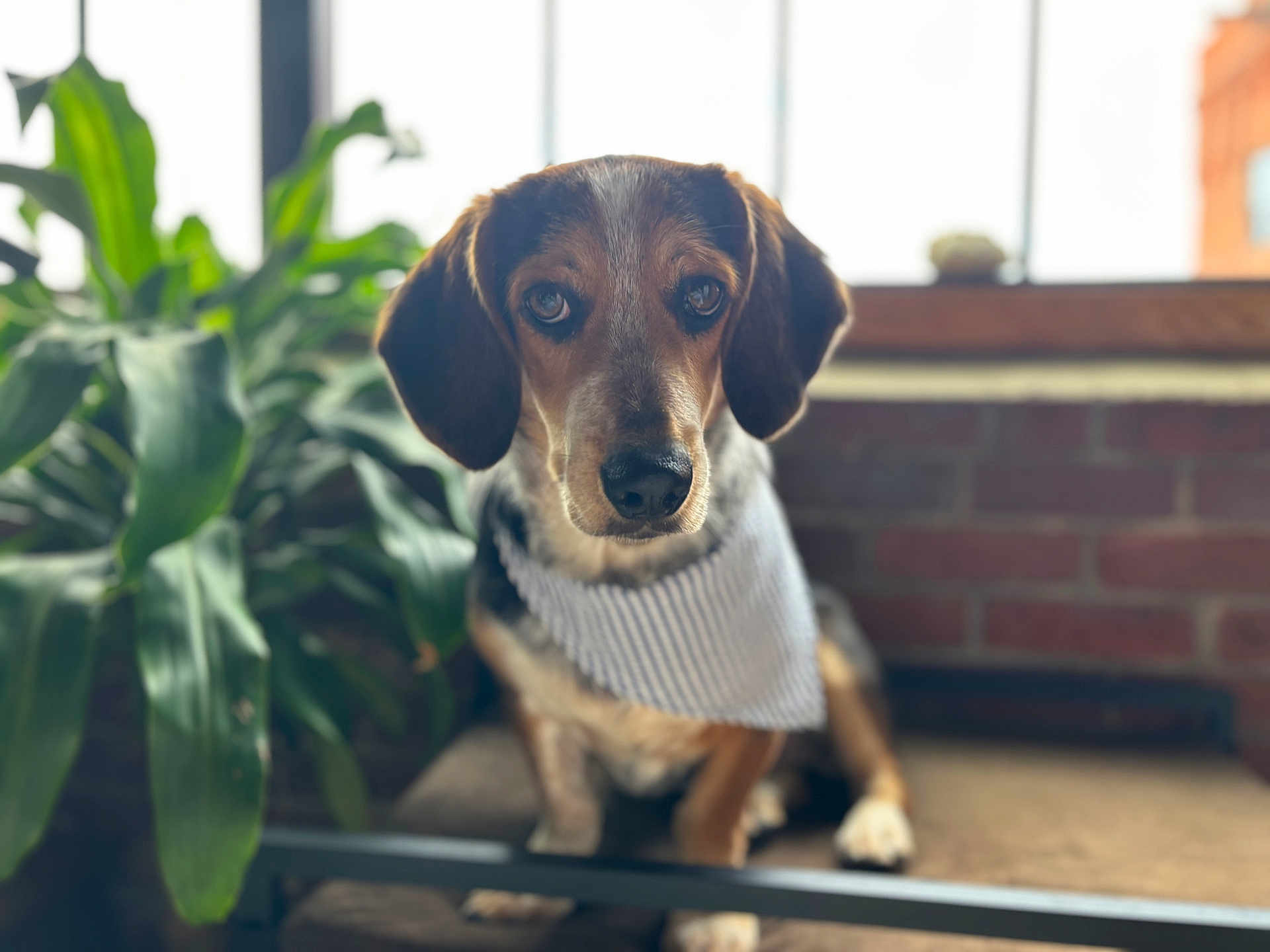 Rupert
