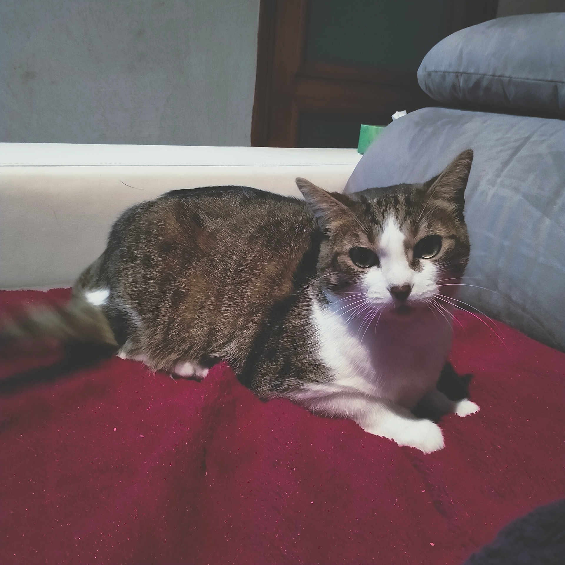 Calinou