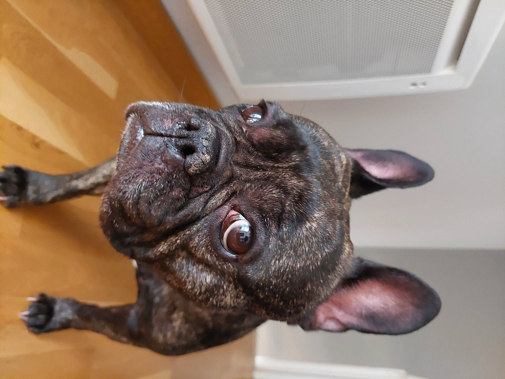 Lila a rejoint le concours — aidez-le/la à gagner de superbes lots ! canidae, carnivore, companion_dog, dog_breed, ear, eye, fawn, felidae, gesture, head, human_body, jaw, liver, plant, snout, sporting_group, terrestrial_animal, whiskers, working_animal, wrinkle